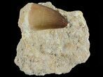 Mosasaur (Prognathodon) Tooth In Rock #70418-1